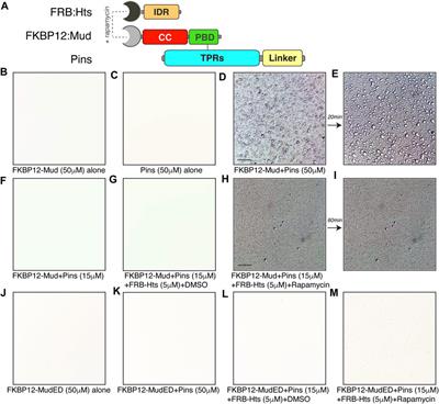 Drosophila Adducin facilitates phase separation and function of a conserved spindle orientation complex